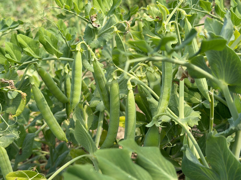 ASTHA AGRO SEEDS