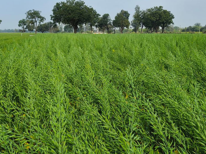 ASTHA AGRO SEEDS