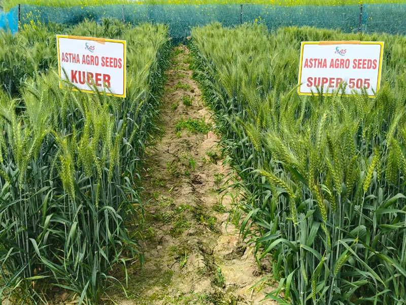 ASTHA AGRO SEEDS