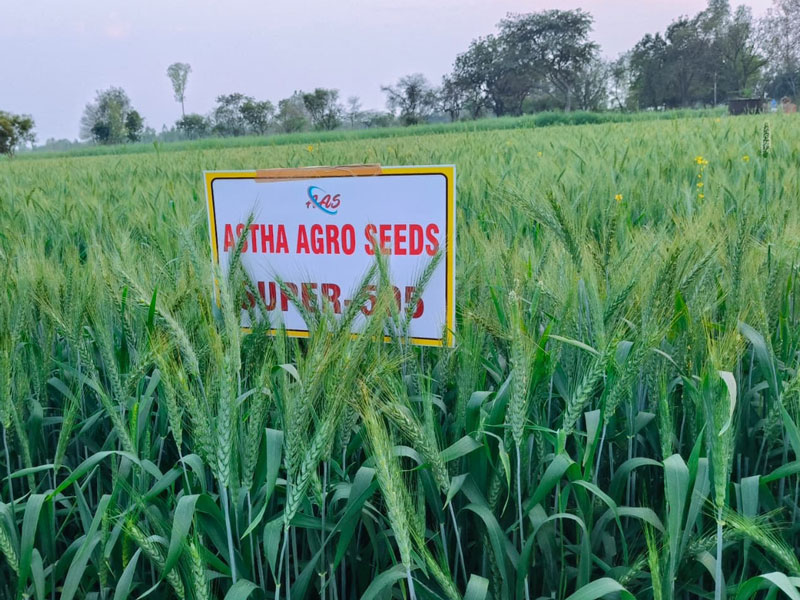 ASTHA AGRO SEEDS