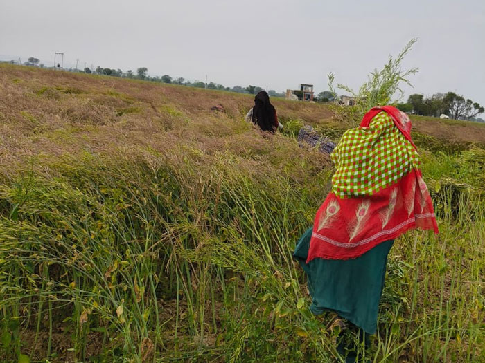 ASTHA AGRO SEEDS