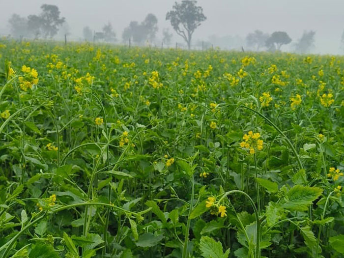 ASTHA AGRO SEEDS