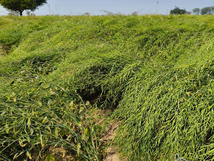 ASTHA AGRO SEEDS