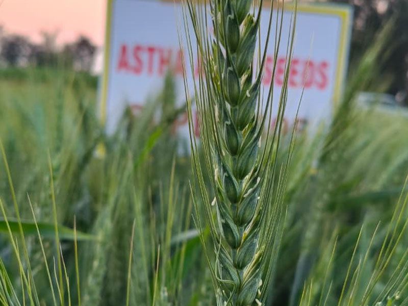 ASTHA AGRO SEEDS
