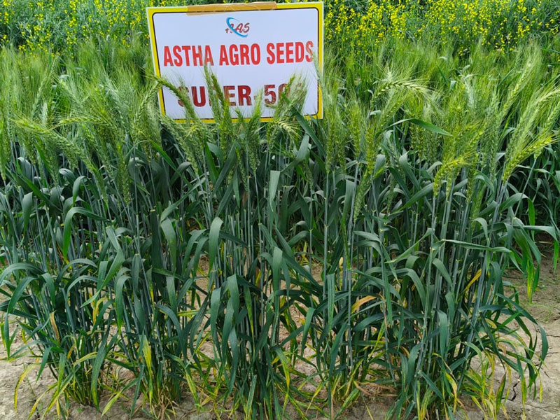 ASTHA AGRO SEEDS