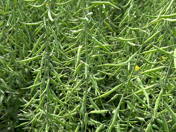 ASTHA AGRO SEEDS