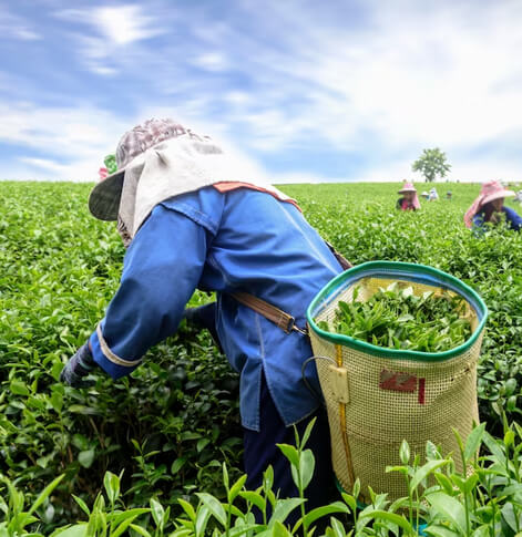 ASTHA AGRO SEEDS