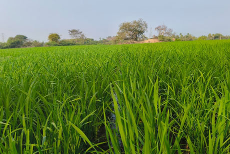 ASTHA AGRO SEEDS