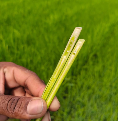 ASTHA AGRO SEEDS