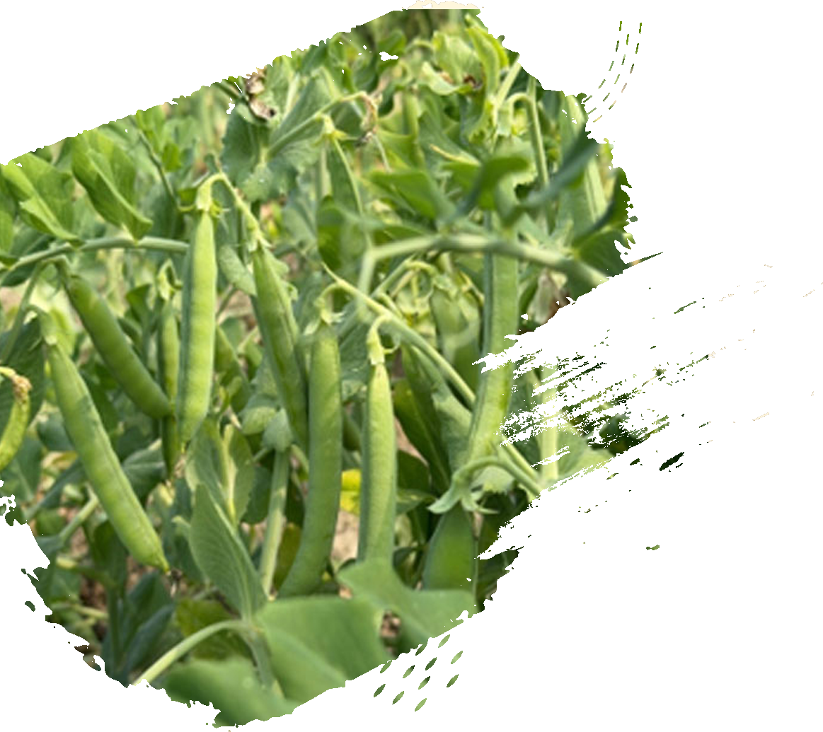 ASTHA AGRO SEEDS